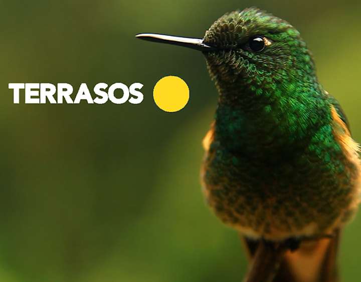 Cover image for TERRASOS | Director/Realizador | 2023