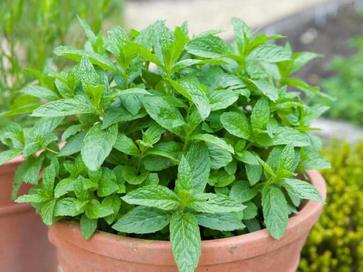 Cover image for A Comprehensive Guide for Homegrown Mint