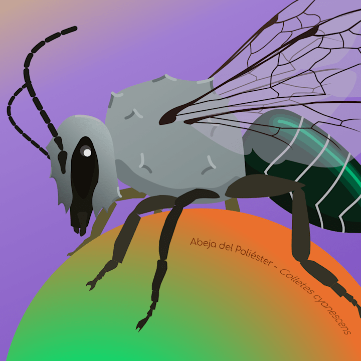 Cover image for Chilean Native Bees Illustration and Animation Project