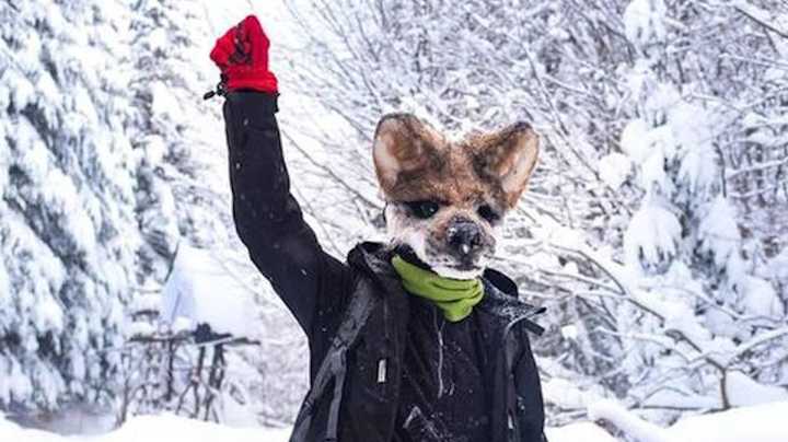 Cover image for VICE: Wolf Mask-Wearing Protesters Protecting Ancient Forests