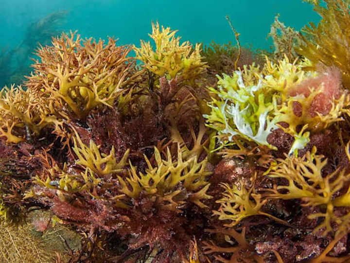 Cover image for Sea moss | History, presence in popular culture & benefits