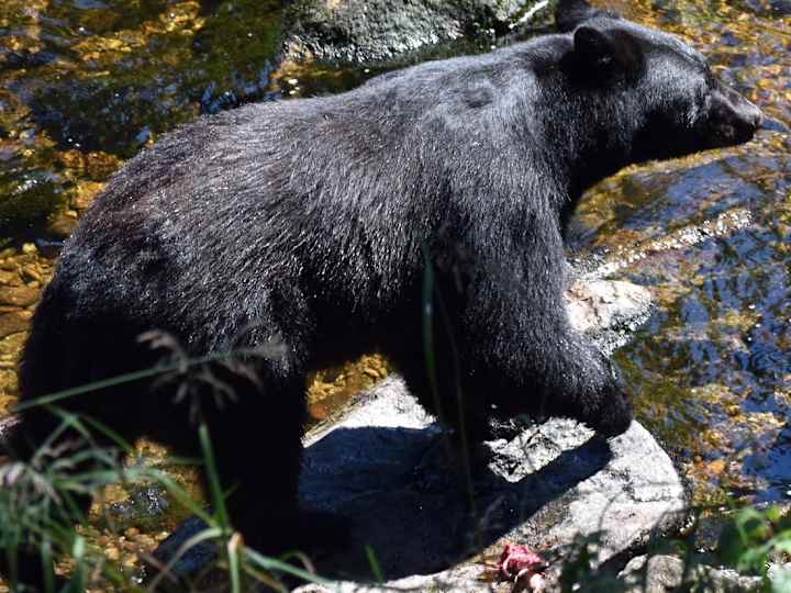 Cover image for A Week Long Wildlife Road Trip Through Alaska | Places.Travel
