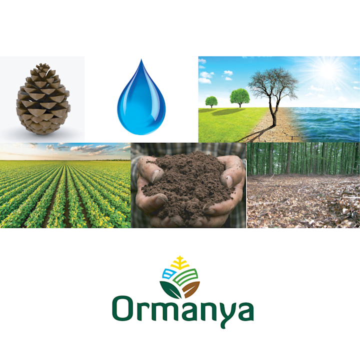 Cover image for Ormanya Brand Logo Design Story