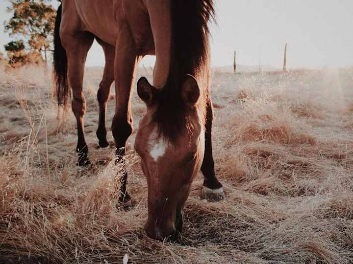 Cover image for Ranch Work Presentation 