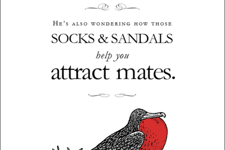 Cover image for Galapagos Islands Spec Print Ad Campaign