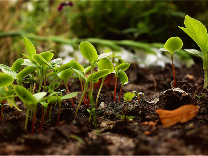 Cover image for How Plants Absorb Nutrients - Global Garden