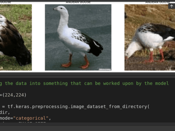 Cover image for GitHub - Adstefnum/ornithist: A bird classifier model API serve…