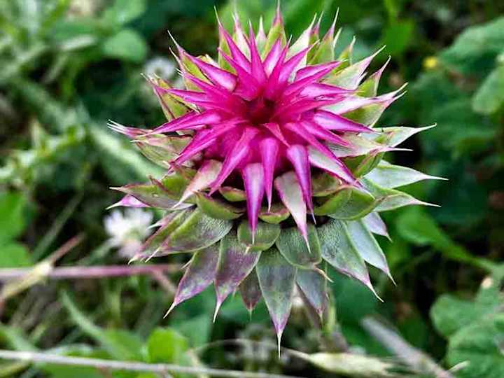 Cover image for What Is Musk Thistle?