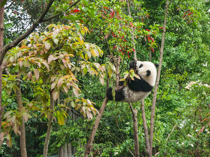 Cover image for Unleashing Panda Power: Data's Role in Writing