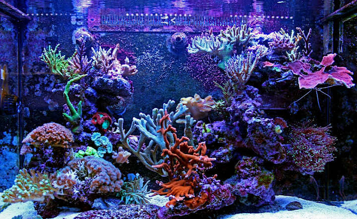 Cover image for Content Writer & Manager @ FantaSEA Aquariums
