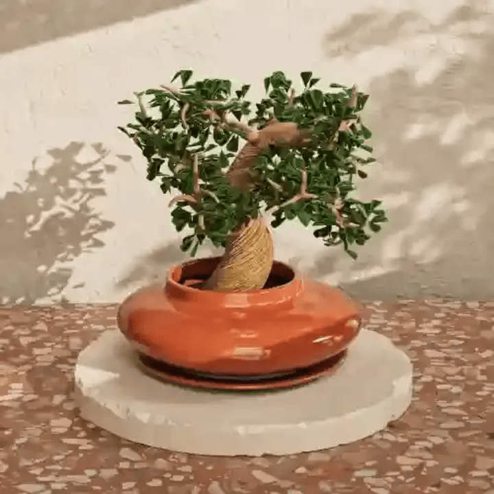 Cover image for 3D Bonsai