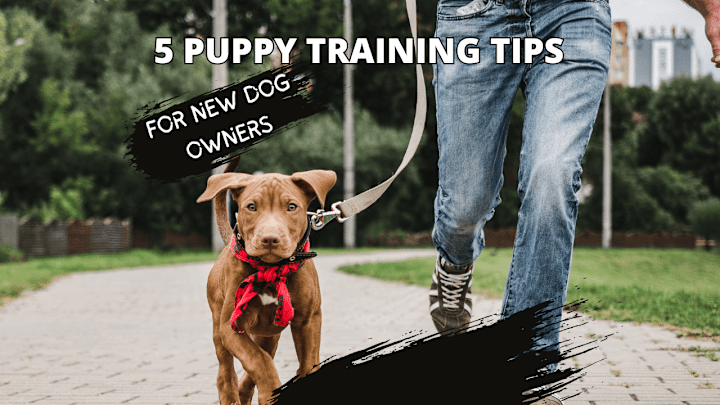 Cover image for 5 Puppy-Training Tips for New Dog Owners