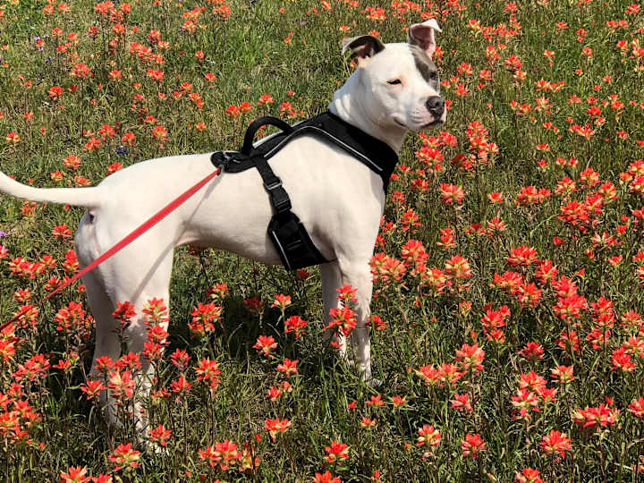 Cover image for The Science of Dog Love: Why We Can't Resist Their Wagging Tails