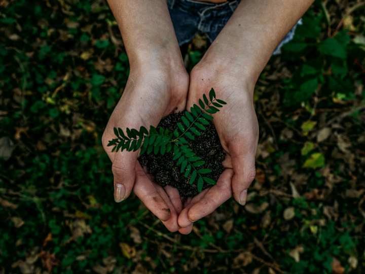 Cover image for Blog Copy: Partnership in Tree Planting