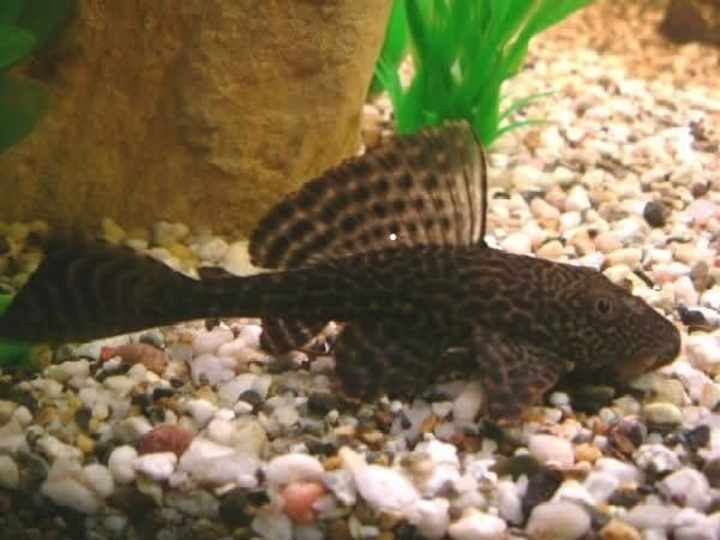 Cover image for What is Sucker Fish