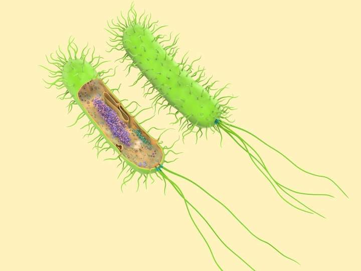 Cover image for Prokaryotic Cells: The Building Blocks of Life