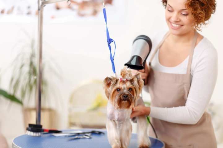 Cover image for Why Should My Dog See a Groomer?