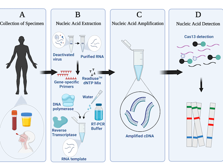 Cover image for CRISPR-based biosensor for the detection of Marburg & Ebola