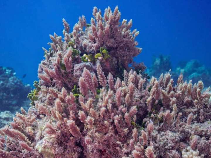 Cover image for Mālama Maunalua on Instagram: “Can you spot the limu and coral…