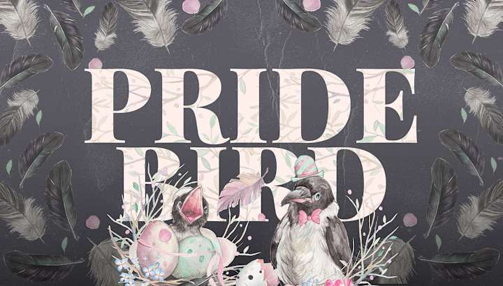 Cover image for Pride Bird - visual design and brand identity on Behance