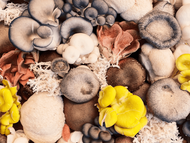 Cover image for Mushrooms: Nature's Anti-Cancer Remedy for Mico