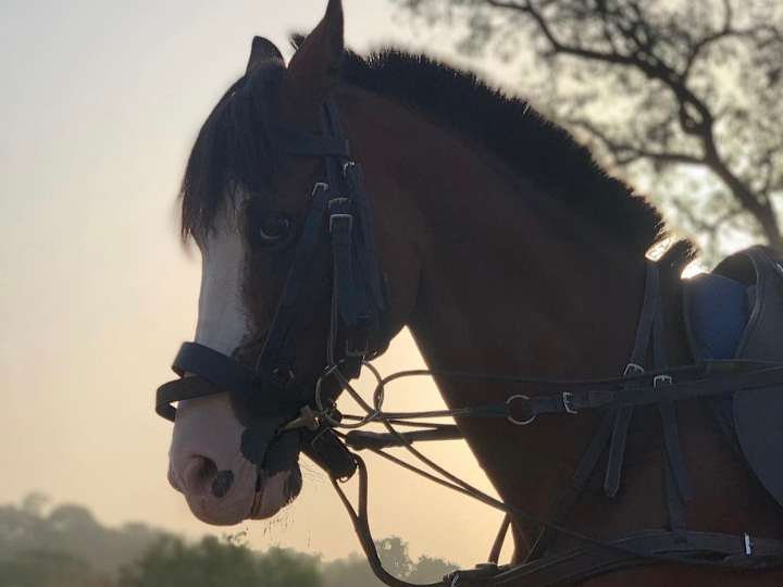 Cover image for HORSE