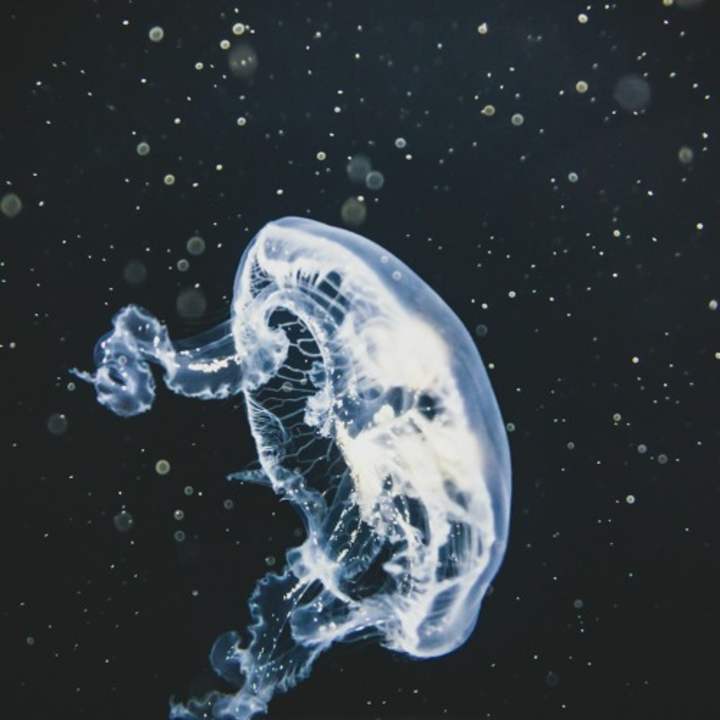 Cover image for Let’s See the Stars