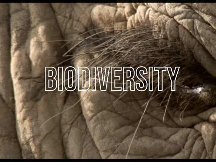 Cover image for Biodiversity X B16