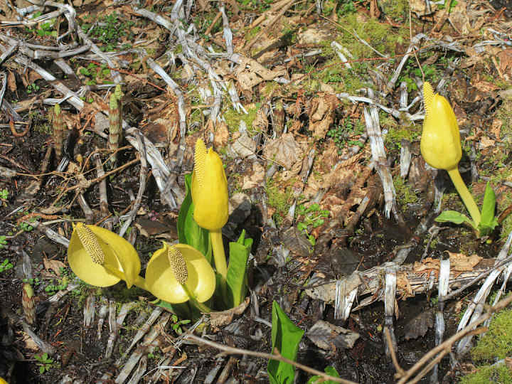 Cover image for Spring Aliens