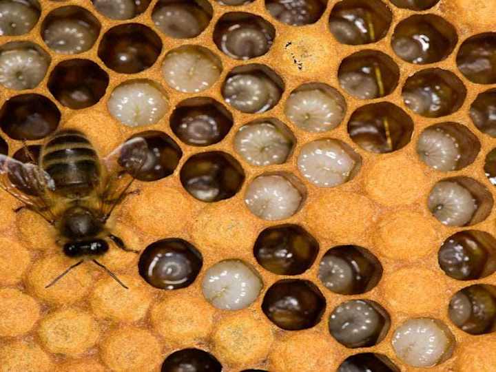 Cover image for Toxicology of Microplastics in the Diet of Honey Bee Larvae