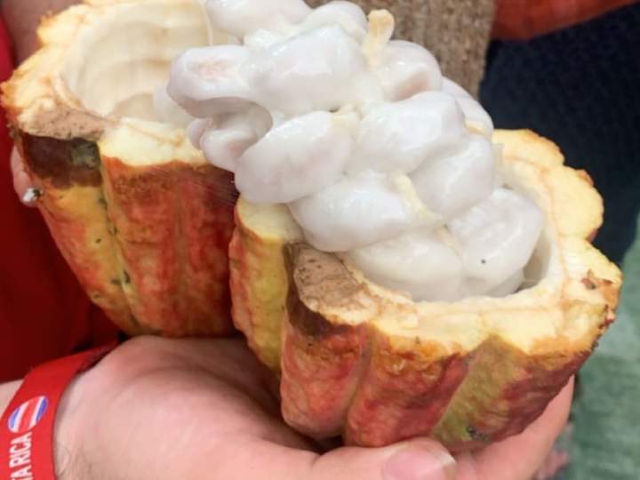 Cover image for Agrotourism Could Decolonize Cacao in Costa Rica