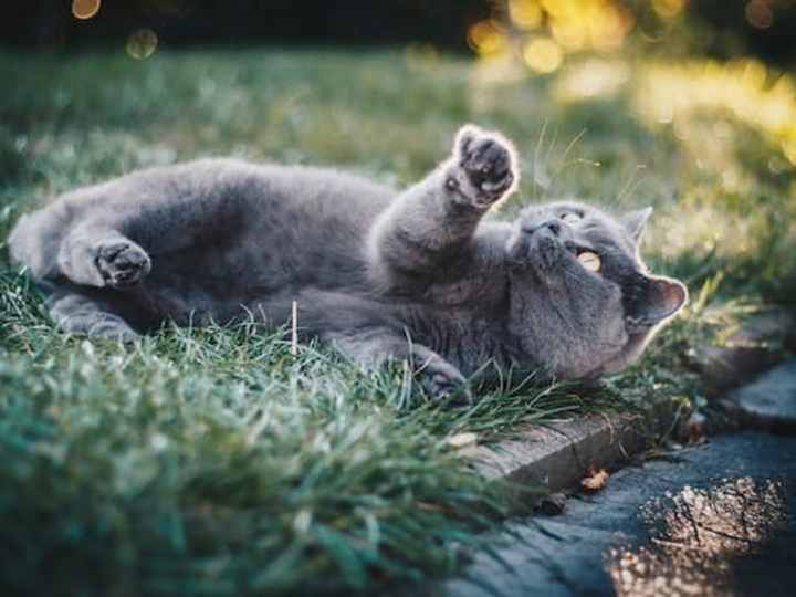 Cover image for Easy Tips to Clean Your Cat