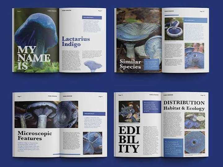 Cover image for E-Magazine Layout and Design