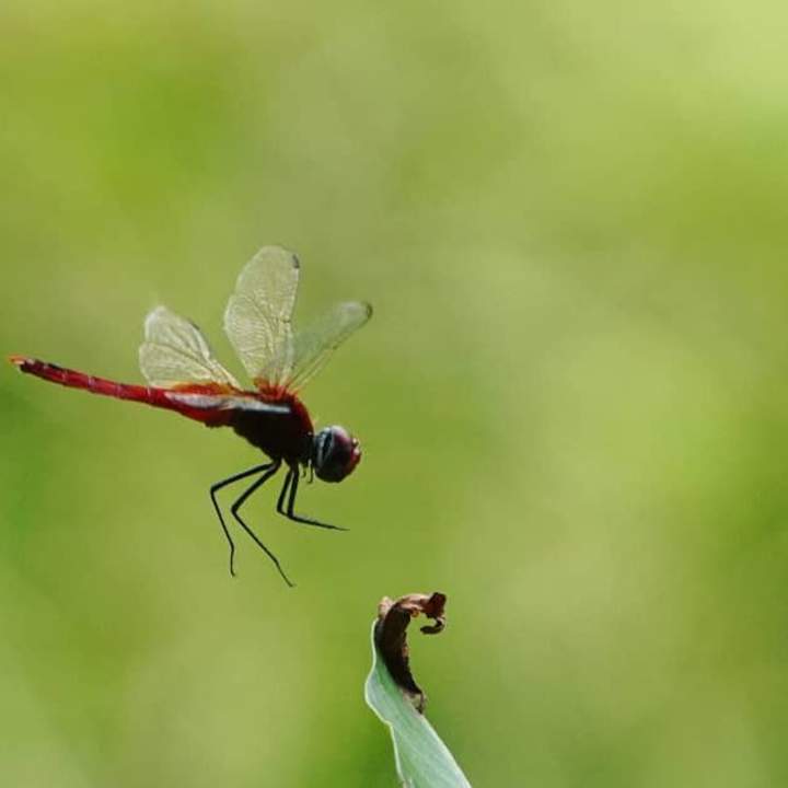 Cover image for Nirish Ravindran on Instagram: ”#fly#flywithme#dragonfly#dragon…