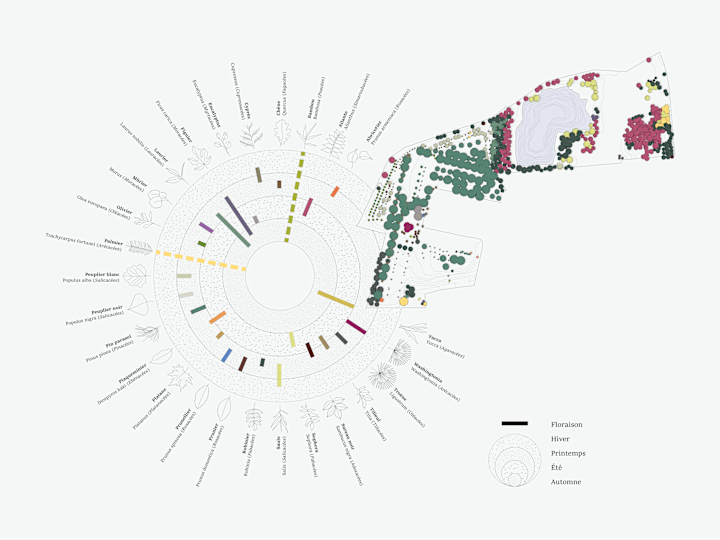 Cover image for Visualization of tree species and their blooming periods