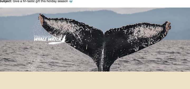 Cover image for Sailing Into Success: Email Marketing for  Whale Watching 