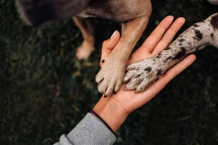 Cover image for Dog Foot Wound Protection