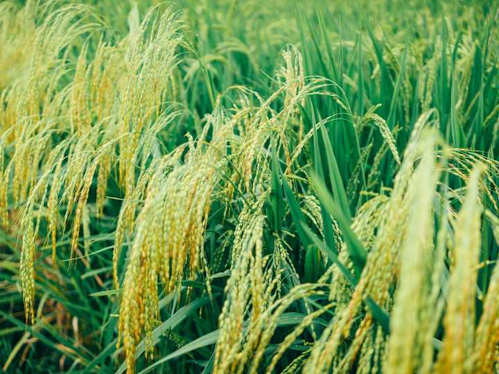 Cover image for Mask RCNN in Rice Plant (Leaf Blast)