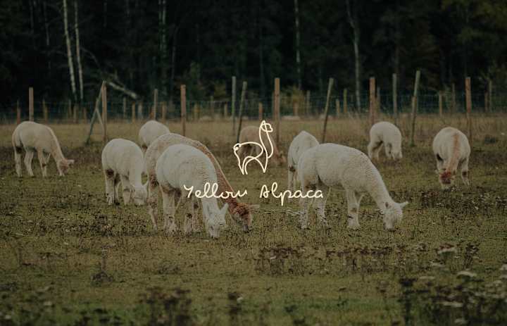Cover image for Yellow Alpaca | logo design&brand identity