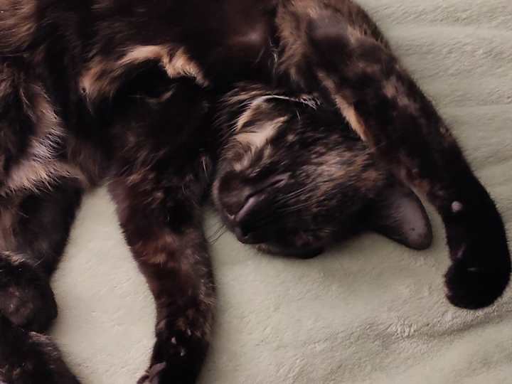 Cover image for Being a cat mom<3