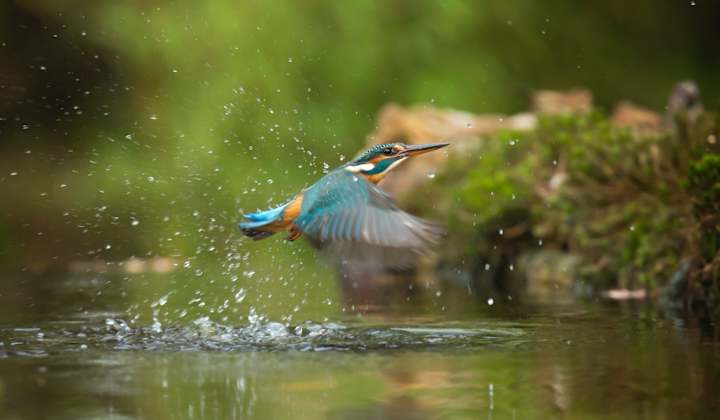 Cover image for International Biodiversity Day