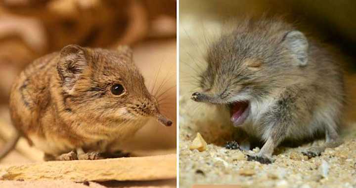 Cover image for Elephant Shrews Have Been Found In Africa After Decades Of Bein…