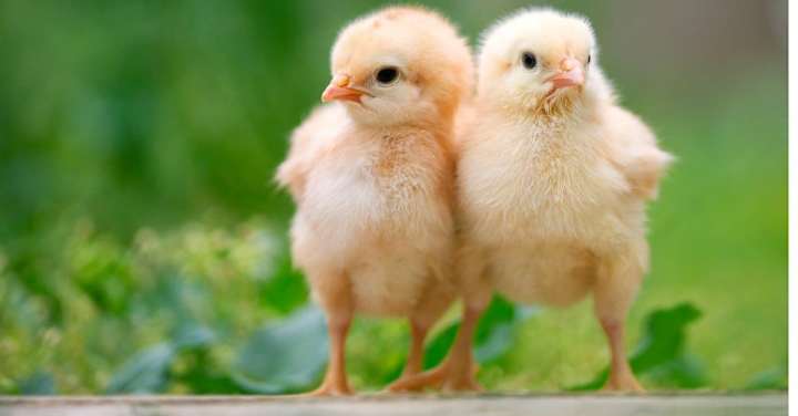 Cover image for Hatching Chicks: 6 Best Products to Get Started