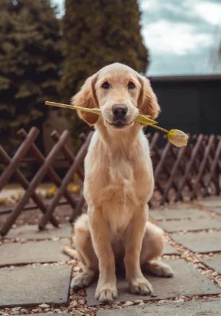 Cover image for How Emotional Support Animal Doctors Heal Souls