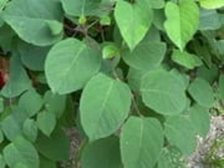 Cover image for Getting into the Weeds