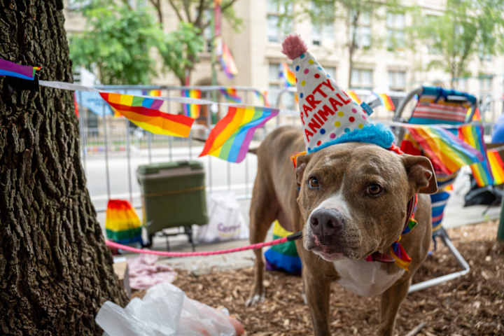 Cover image for ‘Pride is Power’: Thousands gather at Chicago’s 53rd annual Pr..