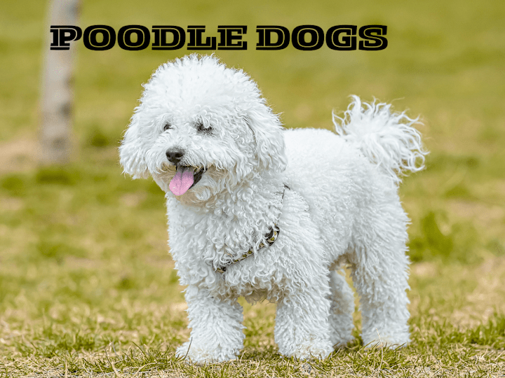 Cover image for ARTICLE : POODLE DOGS