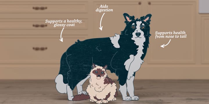 Cover image for Bella & Duke - From Barn to Board