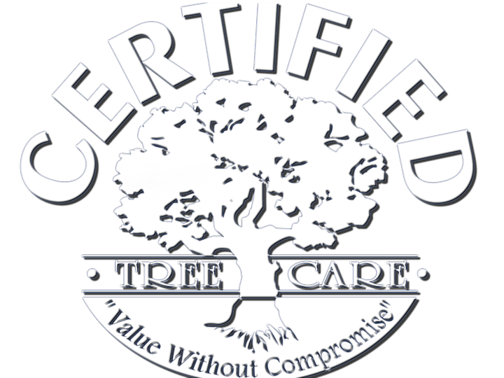 Cover image for Certified Tree Care - Branding, Web Design & Email Marketing