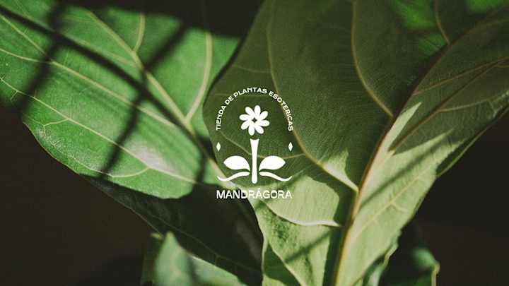 Cover image for Mandrágora |  Brand Identity